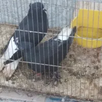 کبوتر