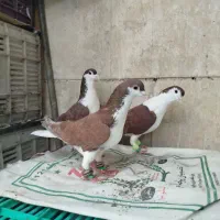 کفتر قلدر