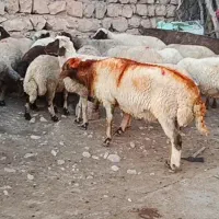 قوچ بره قوچ بز میش و بره