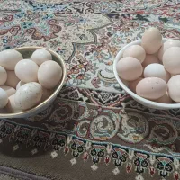 تخم مرغ محلی نطفه دار
