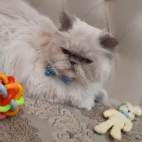 واگذاری گربه