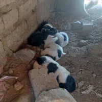 سگ ...