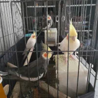 ۴ تا عروس هلندی سرمست