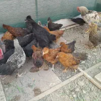 جوجه مرغ و خروس