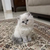اسکاتیش