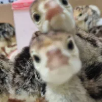جوجه بوقلمون