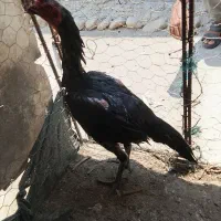 ماده مرغ