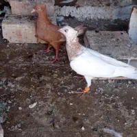 پیاده شده 4تاکبوتر هفت رنگ کاکلی درشت نقره ای ماده