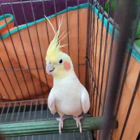 عروس هلندی نر با قفس