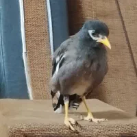 سلام جوجه مرغ مینا 3ماهه