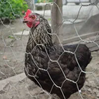 مرغ تخمگذار