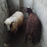 بره