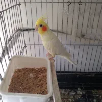 عروس هلند