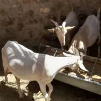 بز دورگ سانا