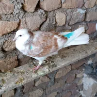 جوجه پشتدار باخت رفته