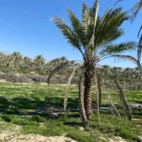 نخل قصب  کرسی کن  از ۶ ساله تا ۱۱ ساله