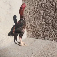خروس لاری