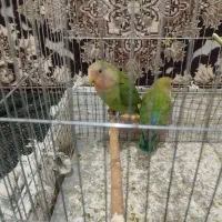 عروس هلندی.برزیلی