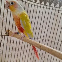 یک عدد ماده ردچیک بالغ گرینچیک