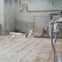 کبوتر پرشی ساعتی