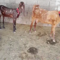 بز بیگ چهل گل قیمت مقطوع