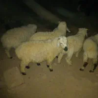 پنج عددبره بخورچاق مناسب شیرمست مناسب