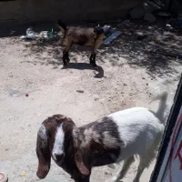 کهره ماده
