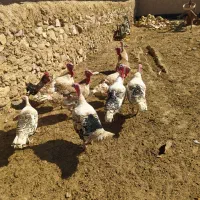 بوقلمون نر ماده یک ساله