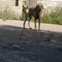 سگ پژدر|سگ|ایلام, |دیوار