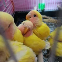 جوجه کوتوله برزیلی