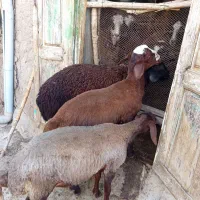 3عدد بره چاق