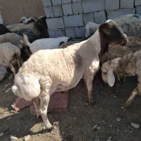 نربز و قوچ سه سال تخمی