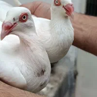 دنش.کاریر.بغدادی.گراف.کله اسبی