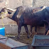 گاومیش