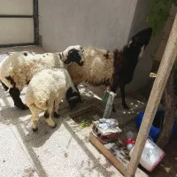 بره نر