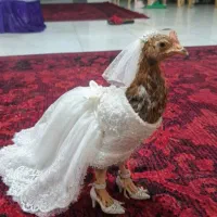 ۹تاجوجه مرغ و خروس