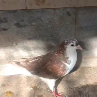 کبوتر شیرازی وکلیی