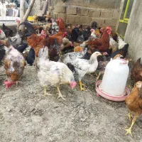 مرغ وخروس