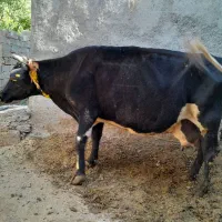 گاو