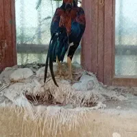 خروس