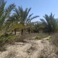 معاوضه نخل در وحدتیه(سده) با ملک در بوشهر یا شیراز