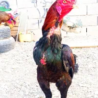 خروس|حیوانات مزرعه|سراوان, |دیوار