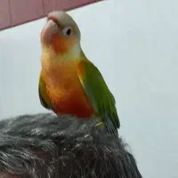 طوطی گرینچیک دبل رد