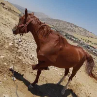 اسب
