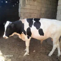 گوساله نر جنسی داشتی