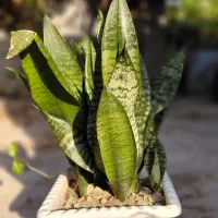 همه گل ها فروشی