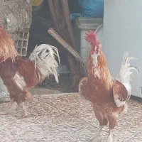 خروس