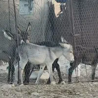 فروش الاغ