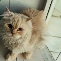 گربه اسکاتیش پرشین ماده