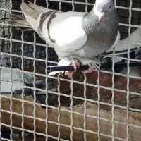 کفتر سوسنی ونکی نر ماده